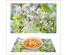 Салфетка сервировочная п/п "Цветущая вишня" 25*39см, FJ51-4тимент. Салфетки оптом в Новосибирске . Фартуки для кухни оптом в Новосибирске большой ассортимент.